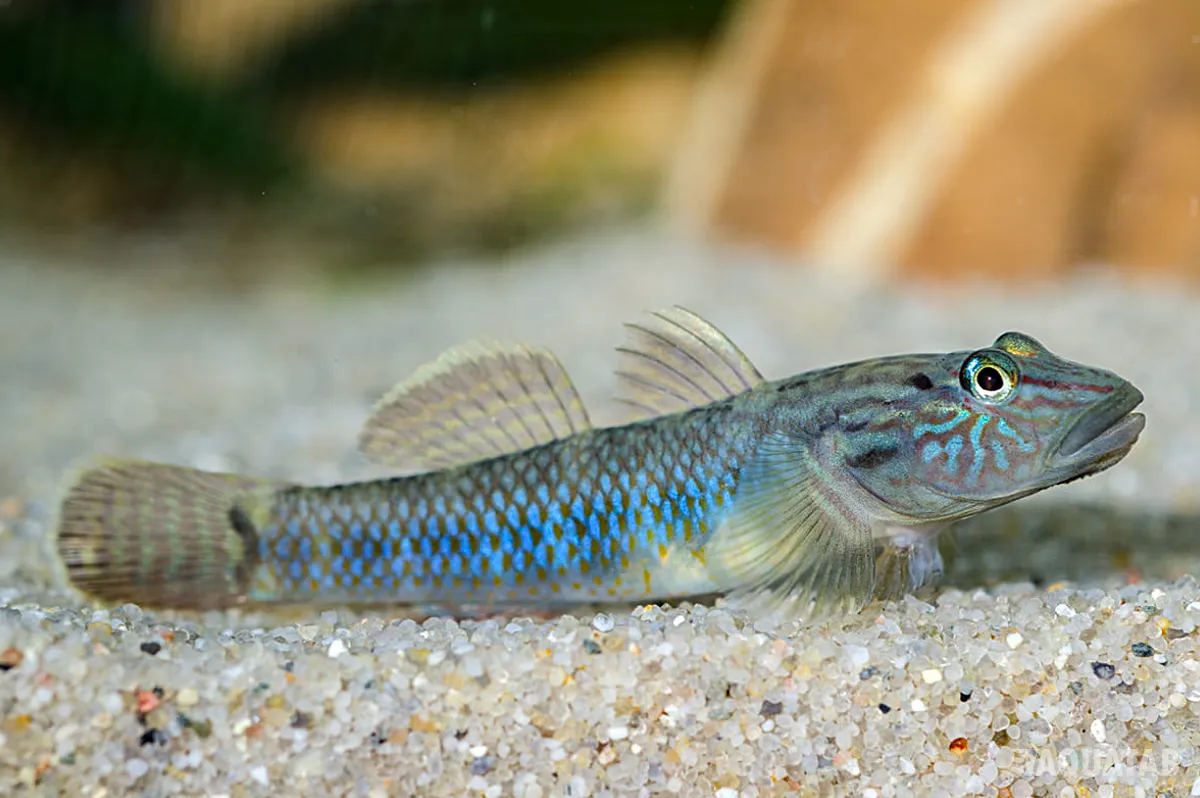 Fotografie druhu Rhinogobius formosanus