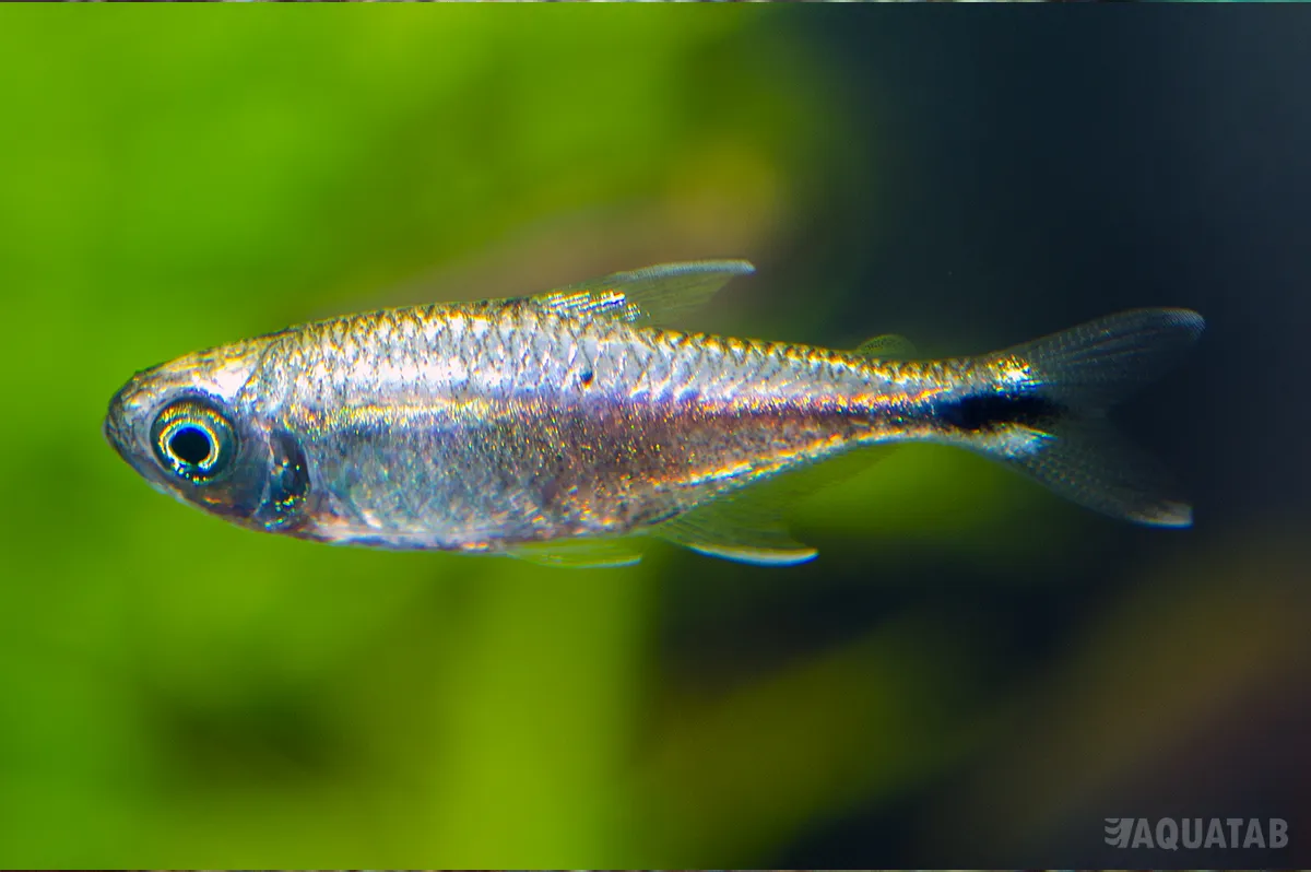 Fotografie druhu Hemigrammus rodwayi