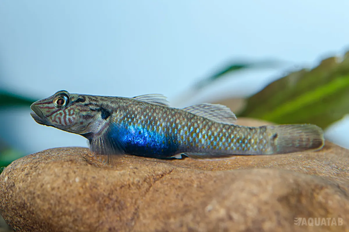 Fotografie druhu Rhinogobius formosanus