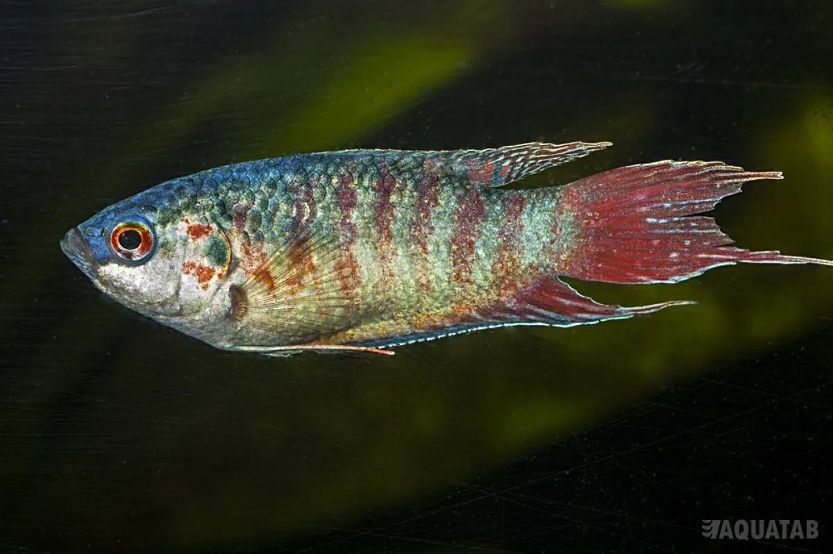 Fotografie druhu Macropodus opercularis