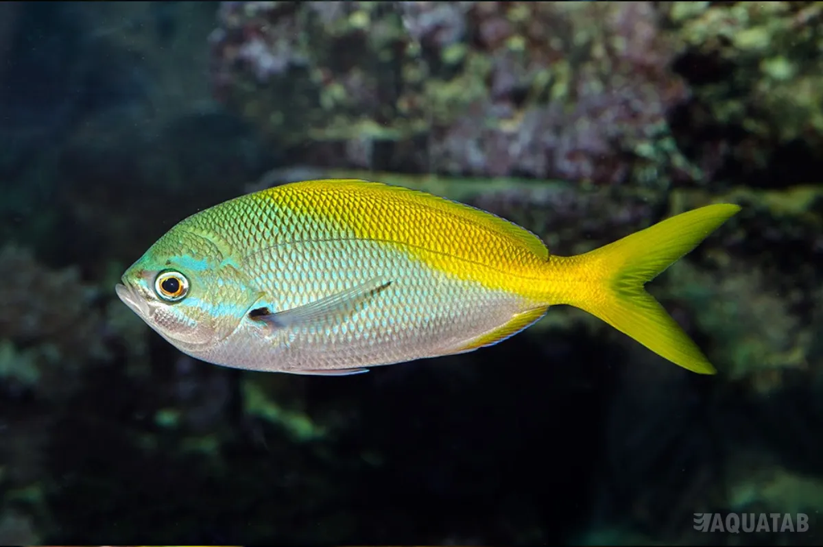 Fotografie druhu Caesio cuning