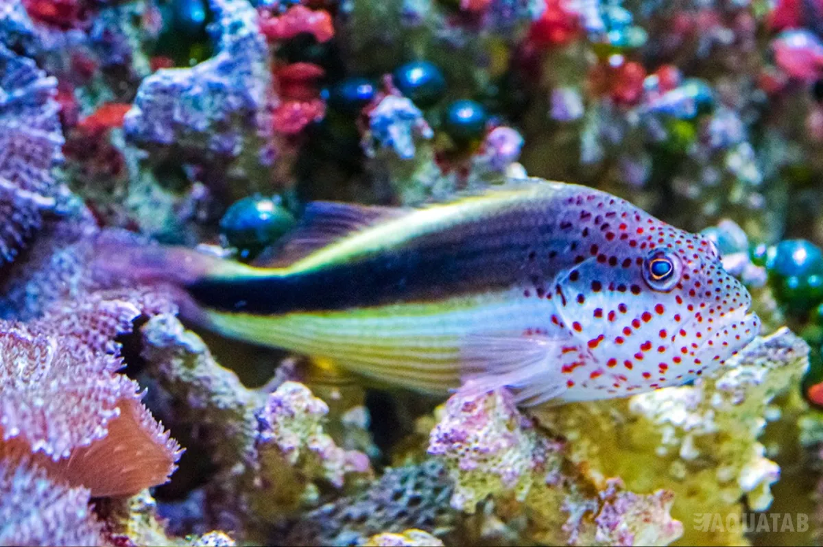 Fotografie druhu Paracirrhites forsteri