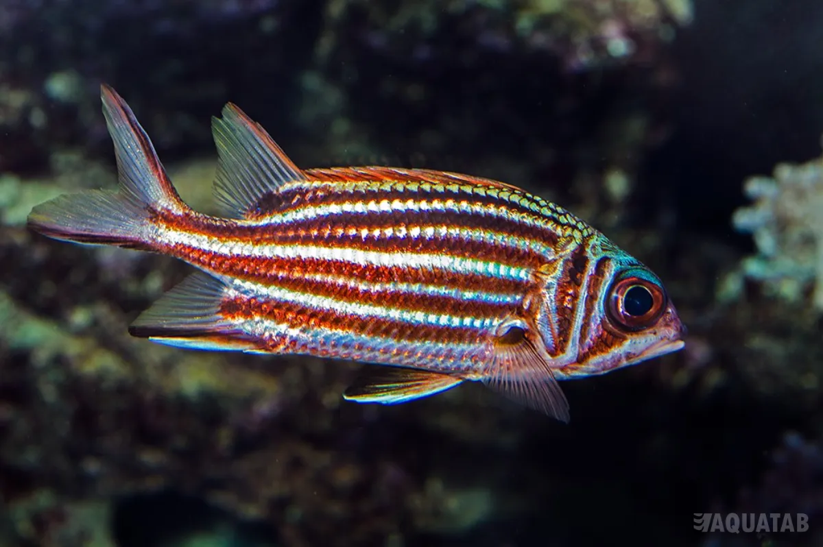 Fotografie druhu Sargocentron rubrum