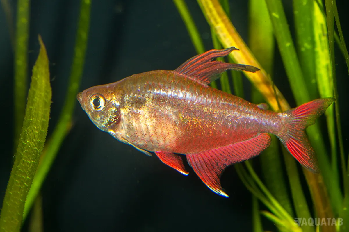 Fotografie druhu Megalamphodus rosaceus