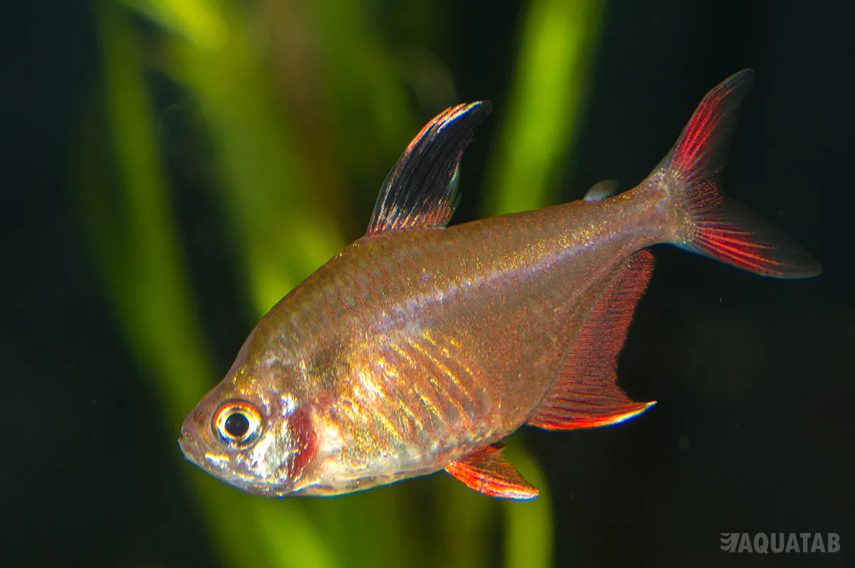 Fotografie druhu Megalamphodus rosaceus