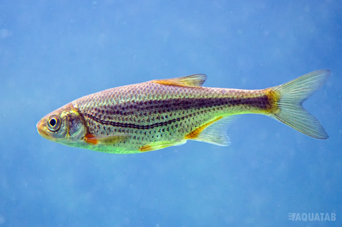 Fotografie druhu Alburnoides bipunctatus