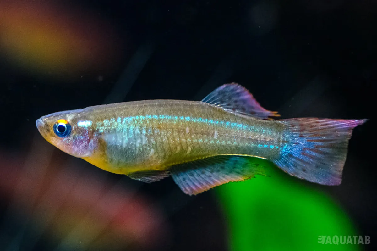 Fotografie druhu Procatopus aberrans