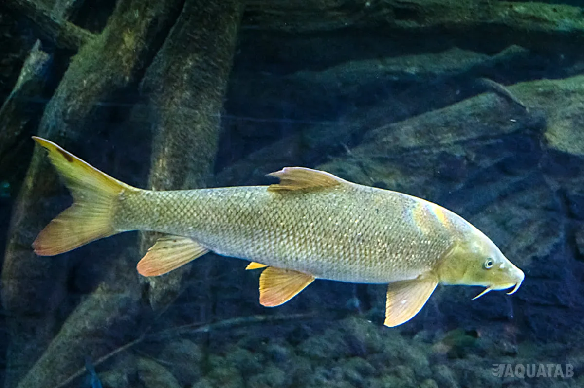 Fotografie druhu Barbus barbus