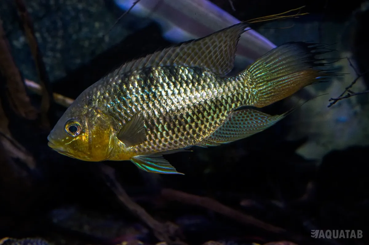 Fotografie druhu Chaetobranchus flavescens