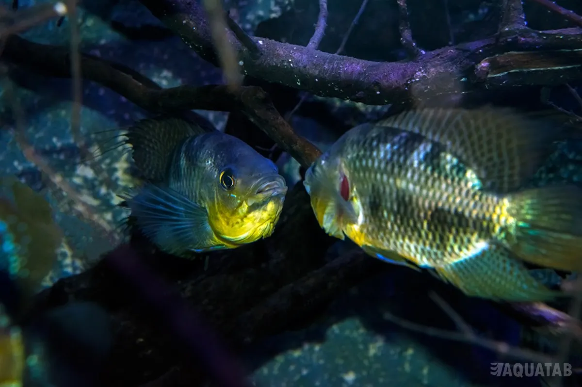 Fotografie druhu Chaetobranchus flavescens