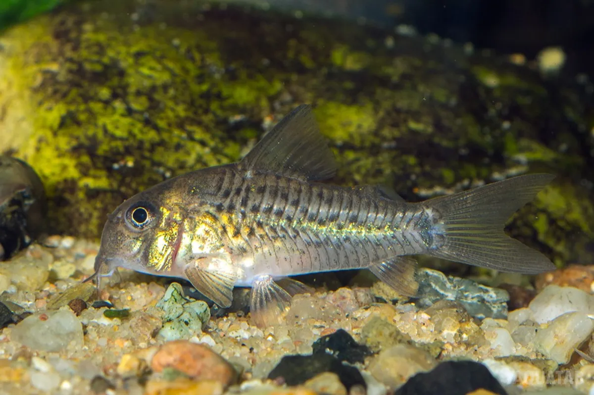 Fotografie druhu Hoplisoma osteocarus