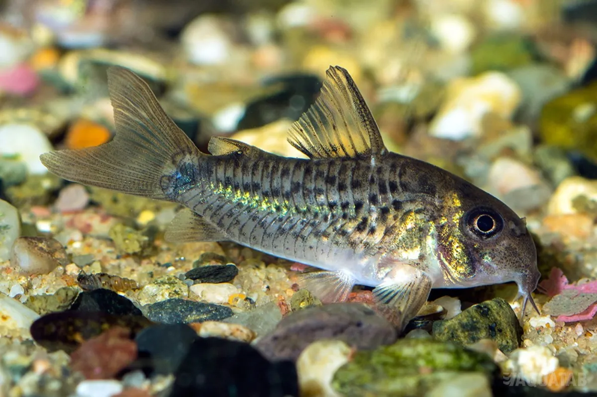 Fotografie druhu Hoplisoma osteocarus