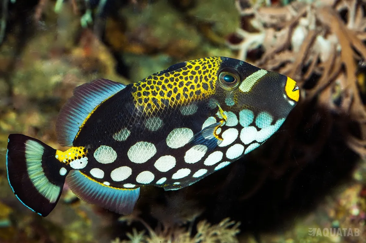 Fotografie druhu Balistoides conspicillum