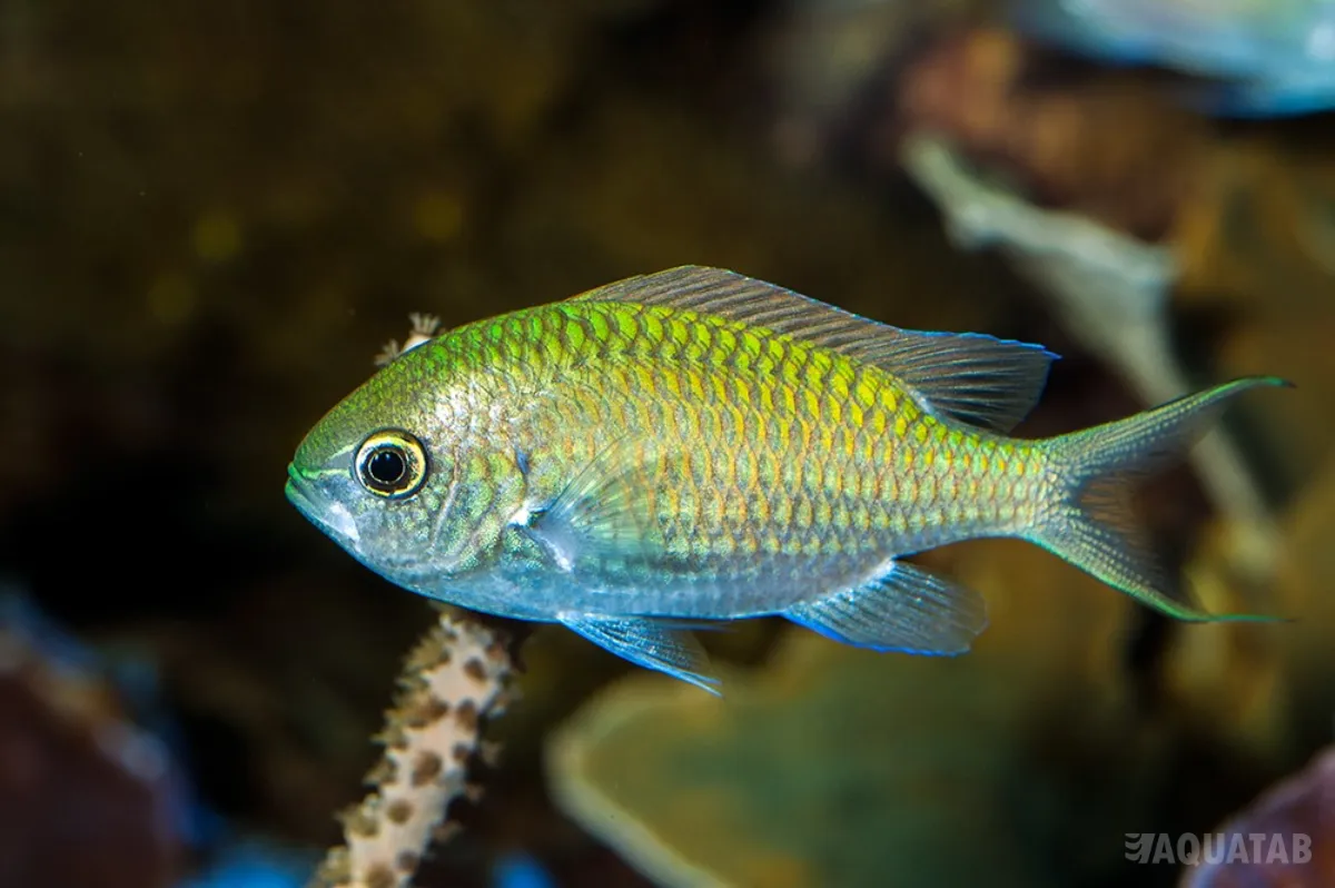 Fotografie druhu Chromis viridis