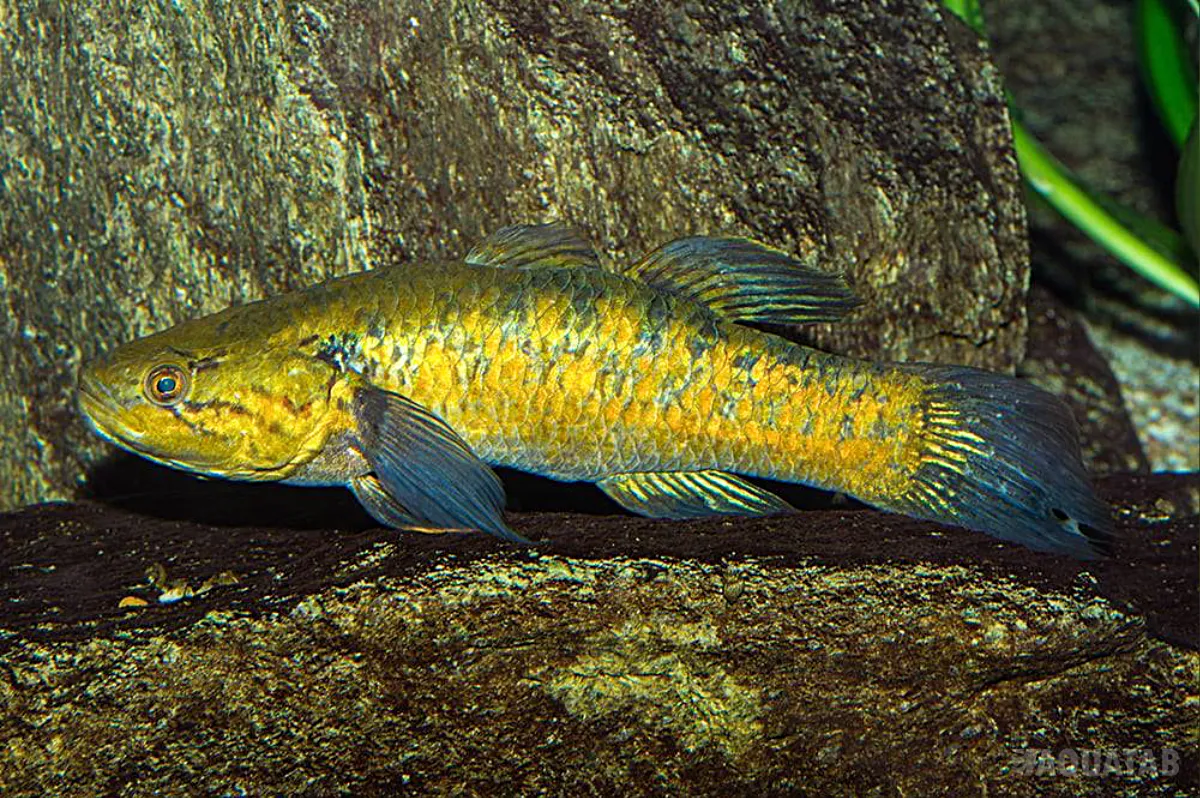 Fotografie druhu Giuris margaritaceus