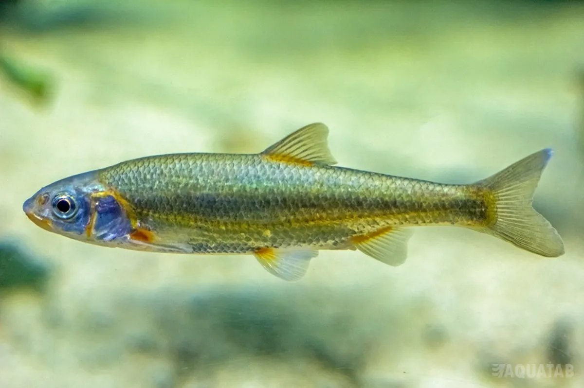 Fotografie druhu Telestes souffia