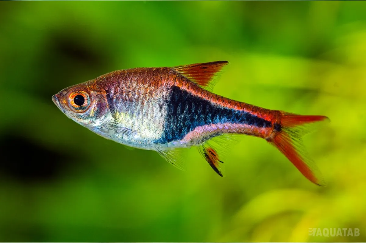 Fotografie druhu Trigonostigma heteromorpha