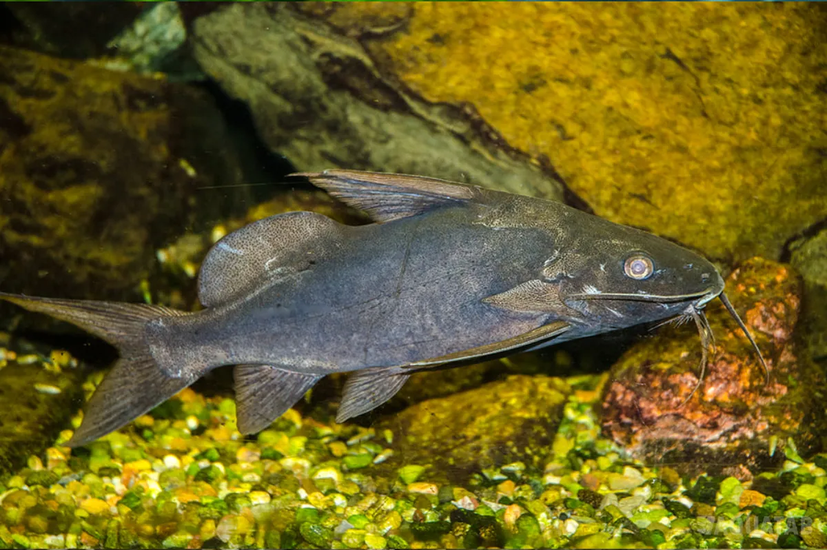 Fotografie druhu Synodontis schall
