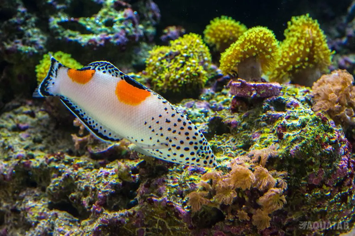 Fotografie druhu Coris aygula