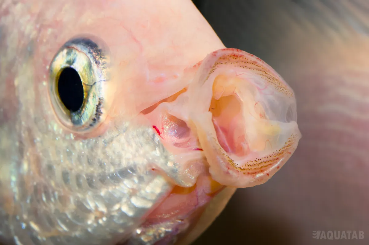 Fotografie druhu Helostoma temminckii