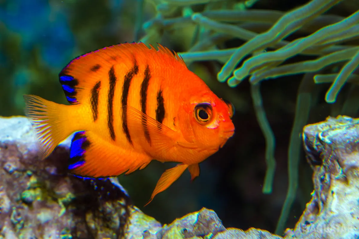 Fotografie druhu Centropyge loriculus