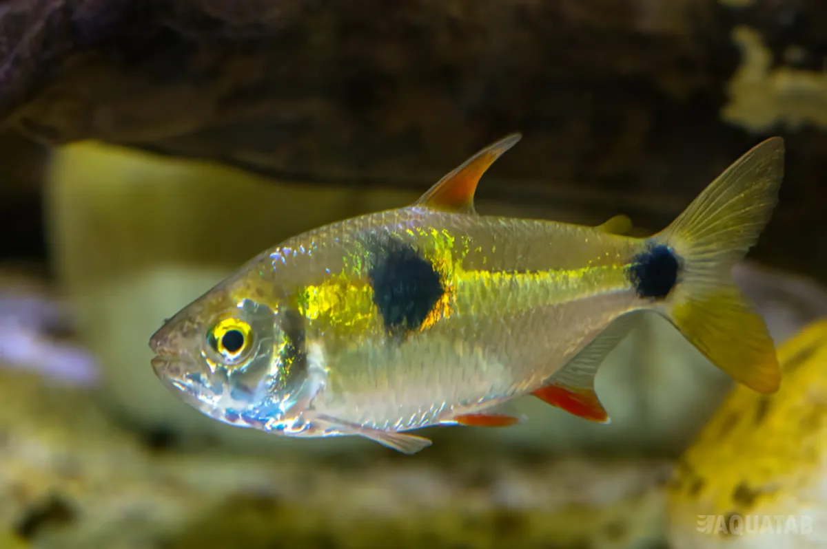 Fotografie druhu Exodon paradoxus