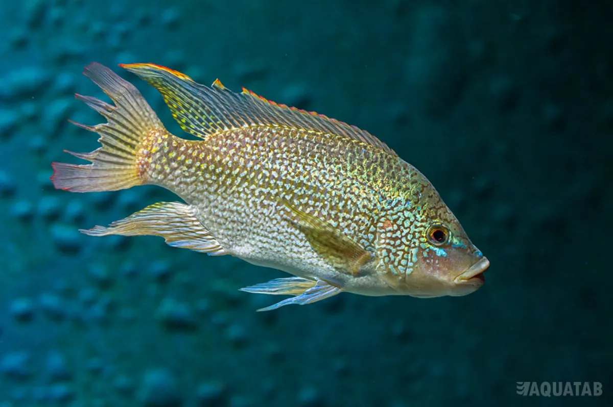 Fotografie druhu Oreochromis tanganicae