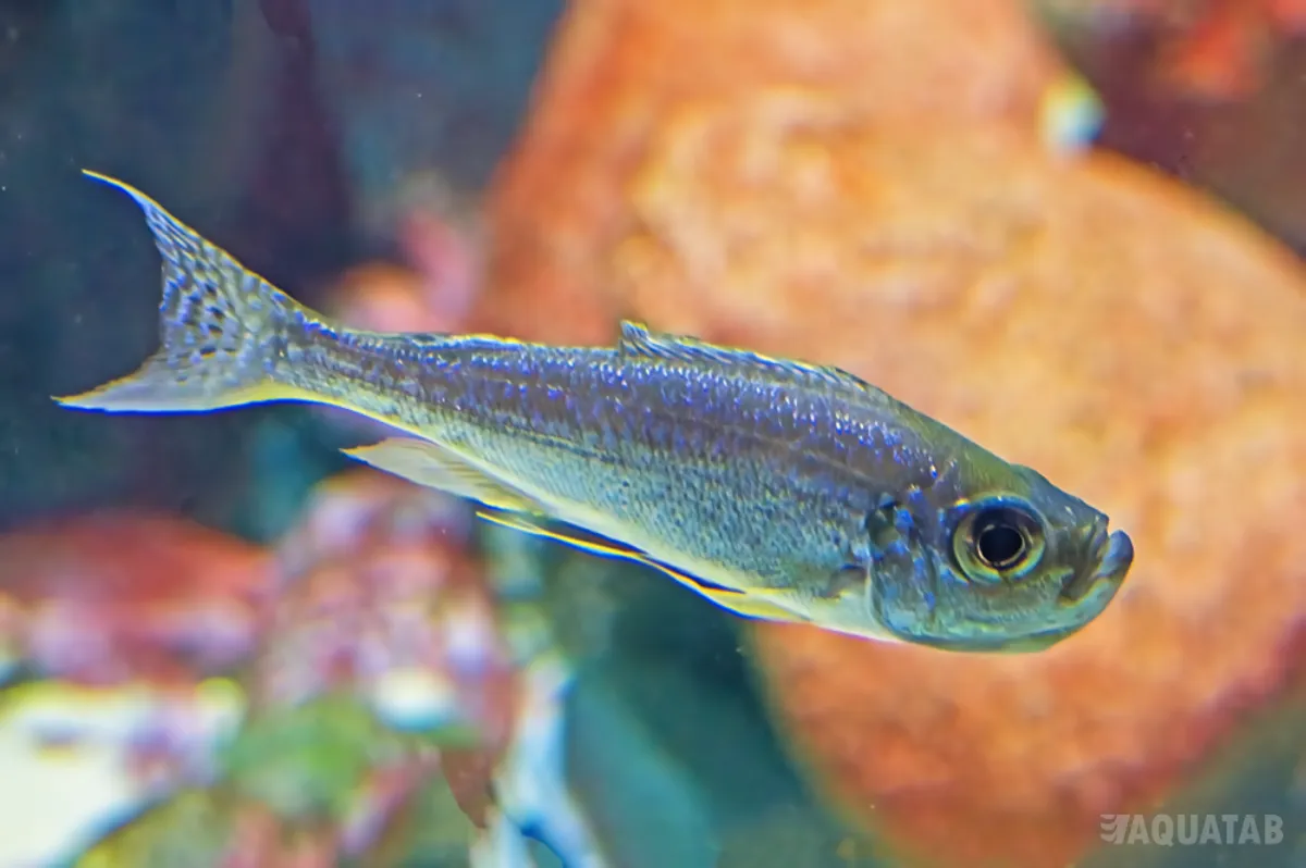 Fotografie druhu Haplotaxodon microlepis