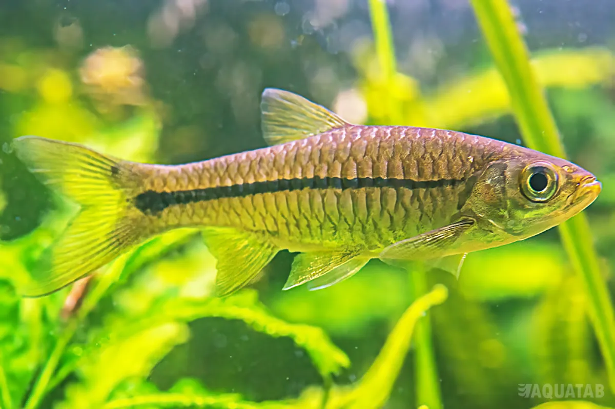 Fotografie druhu Rasbora sumatrana