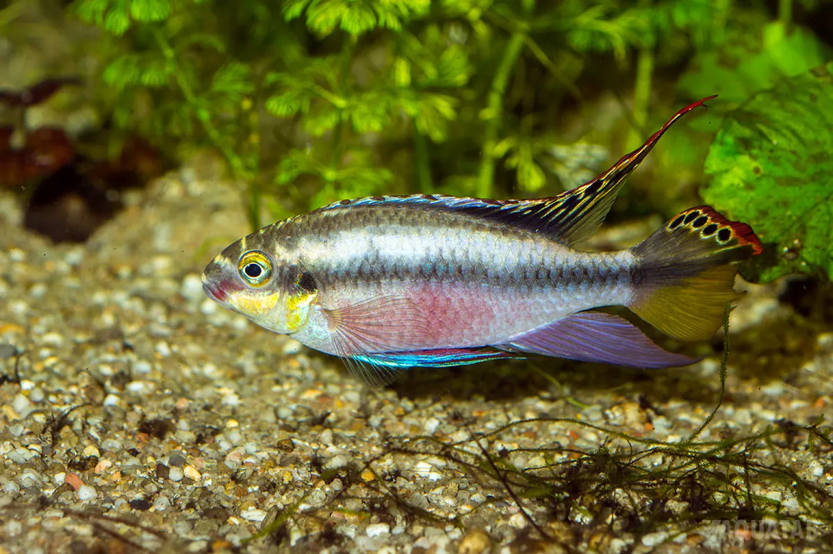Fotografie druhu Pelvicachromis pulcher
