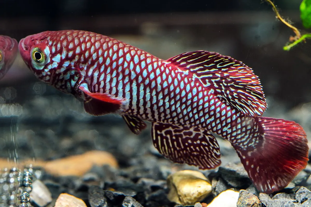 Fotografie druhu Nothobranchius kadleci Gorongosa MZCS 08-91