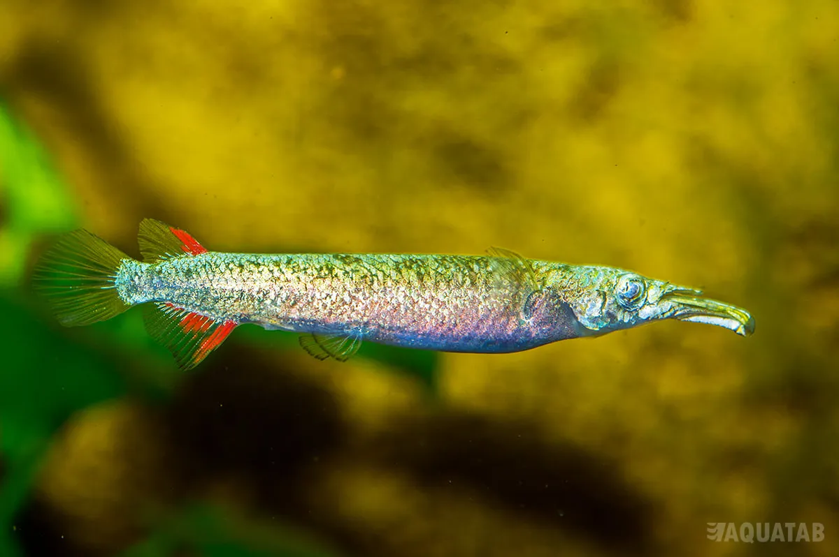 Fotografie druhu Dermogenys sp.