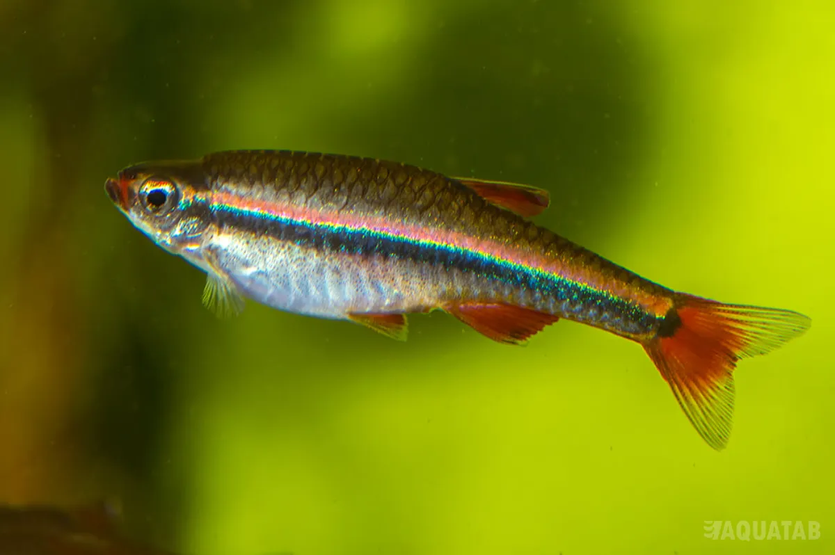 Fotografie druhu Tanichthys micagemmae