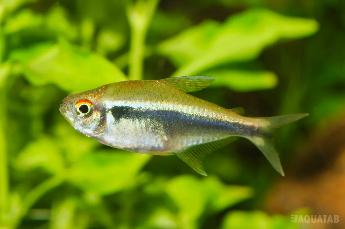 Fotografie druhu Hyphessobrycon herbertaxelrodi