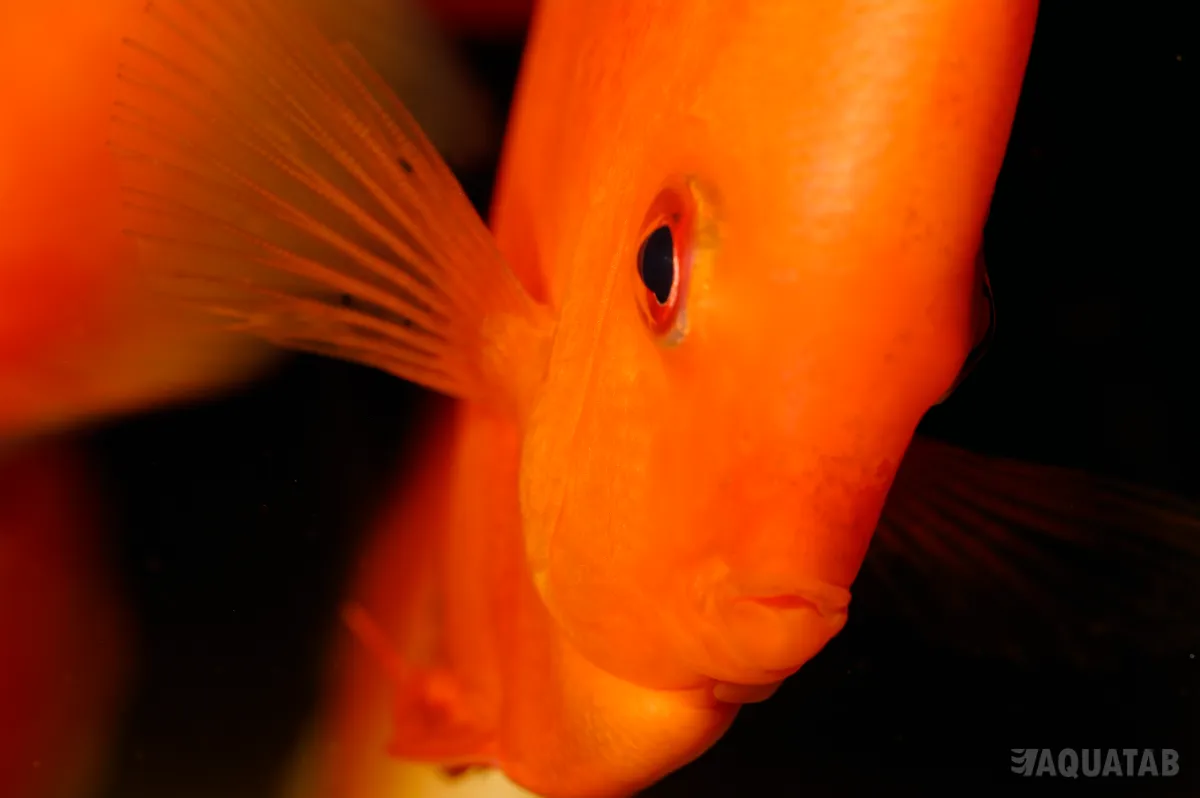 Fotografie druhu Symphysodon sp.