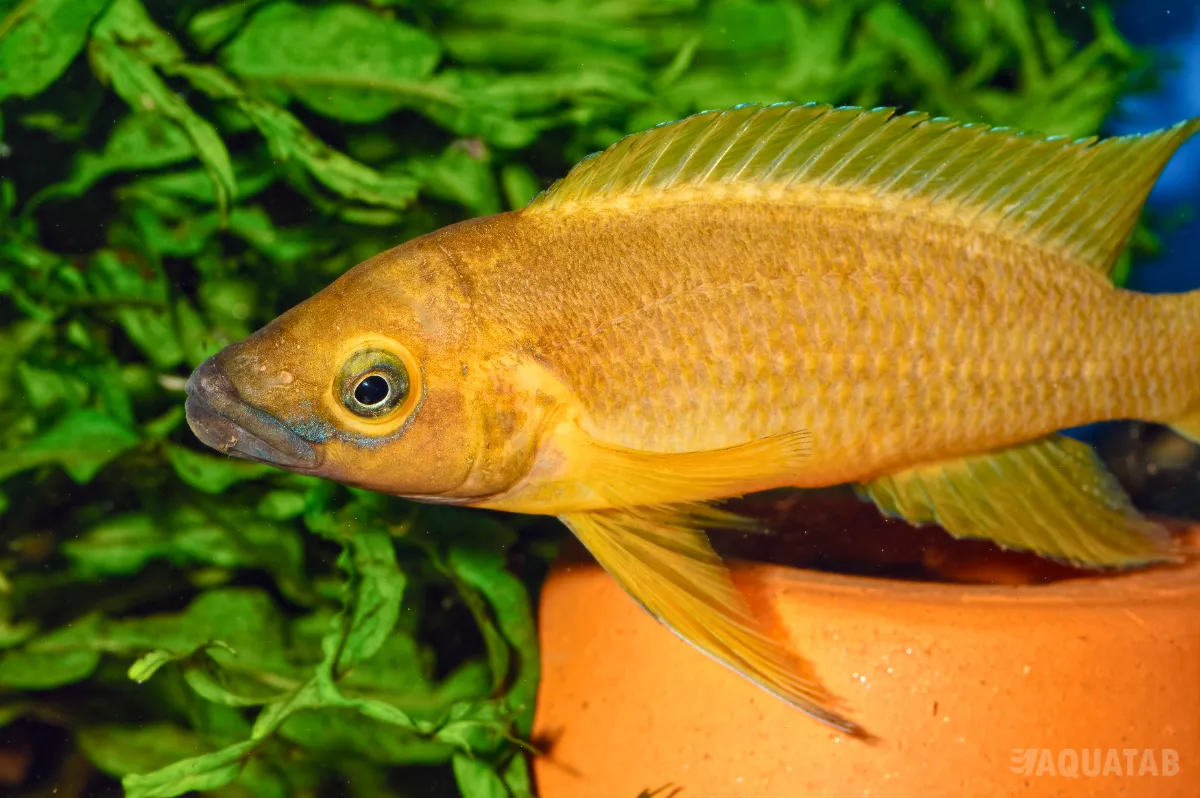 Fotografie druhu Neolamprologus leleupi