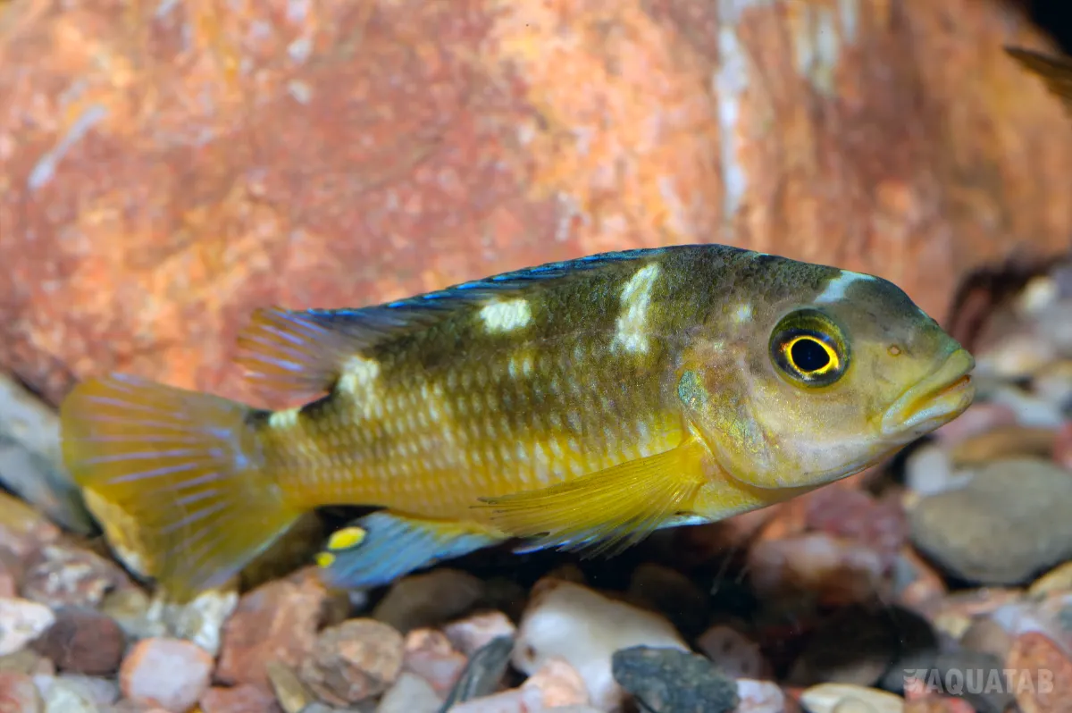 Fotografie druhu Pseudotropheus crabro