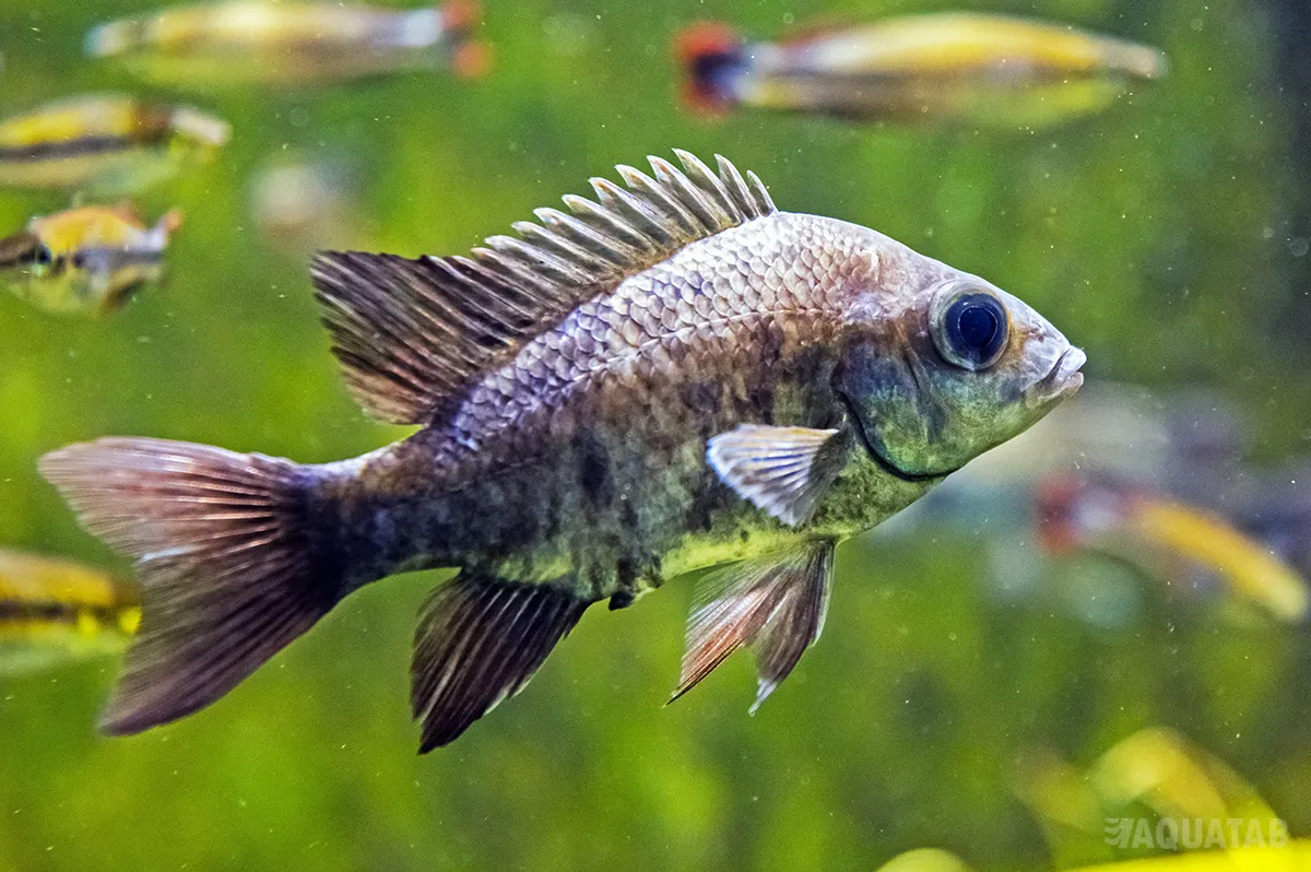 Fotografie druhu Ptychochromis insolitus