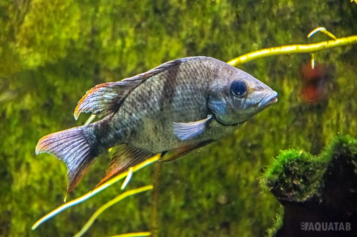 Fotografie druhu Ptychochromis insolitus