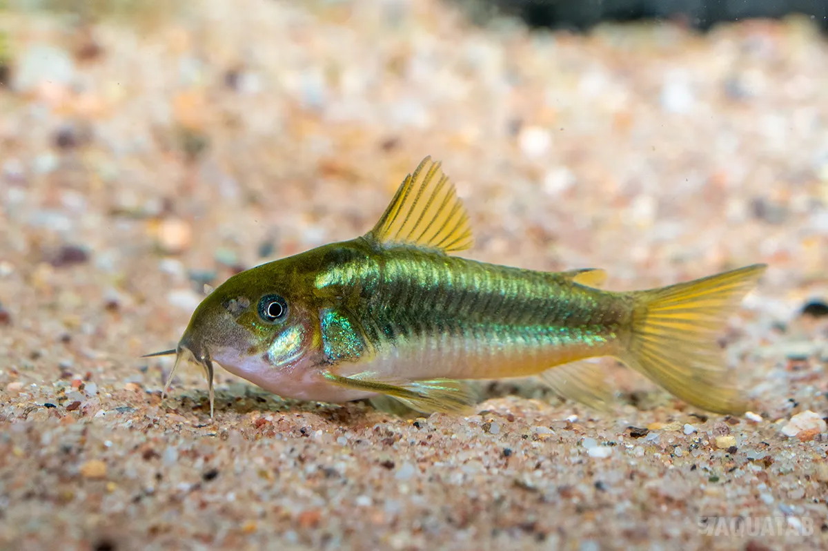 Fotografie druhu Osteogaster sp. Green Stripe