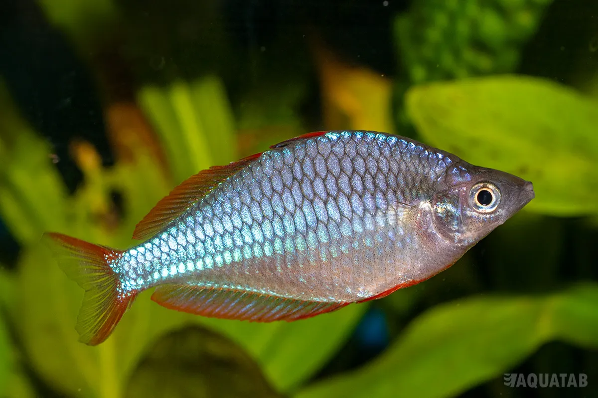 Fotografie druhu Melanotaenia praecox