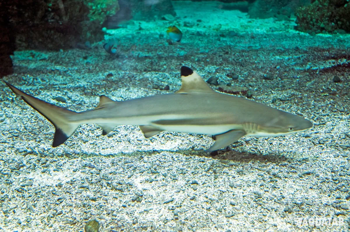 Fotografie druhu Carcharhinus melanopterus