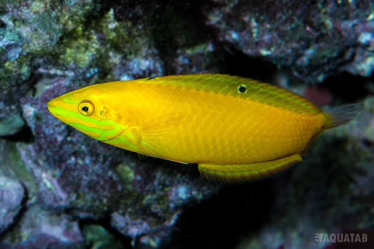 Fotografie druhu Halichoeres chrysus