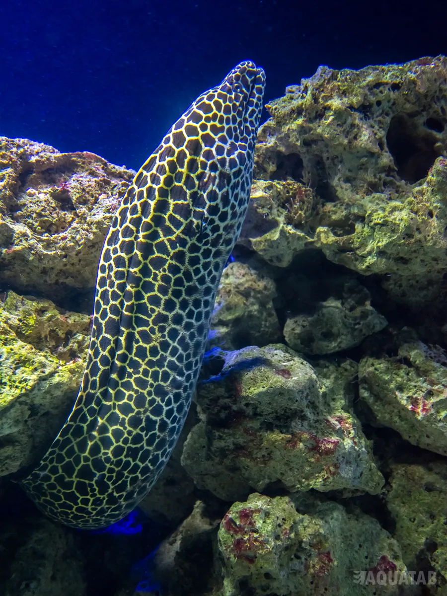 Fotografie druhu Gymnothorax favagineus