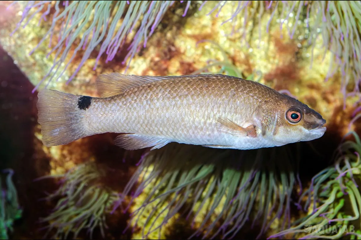 Fotografie druhu Ctenolabrus rupestris