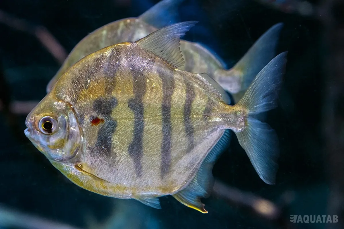 Fotografie druhu Metynnis fasciatus