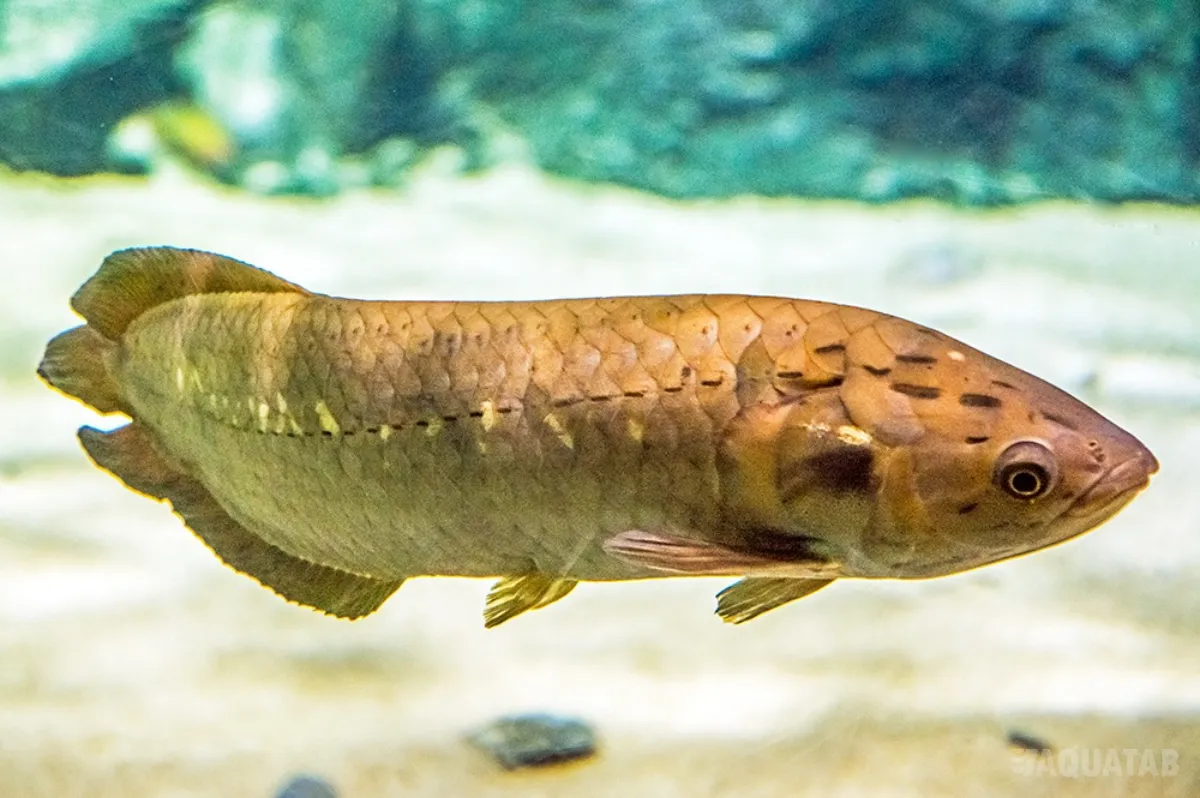 Fotografie druhu Heterotis niloticus