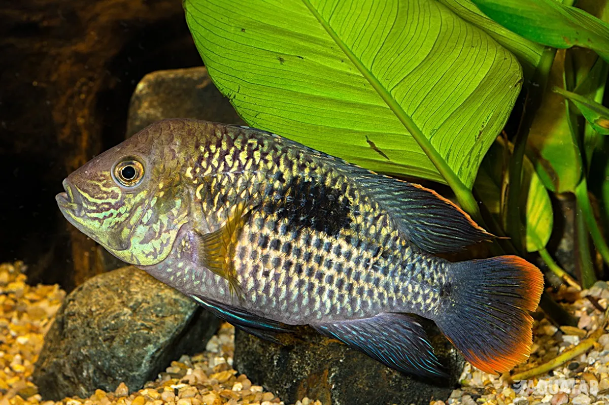 Fotografie druhu Andinoacara rivulatus