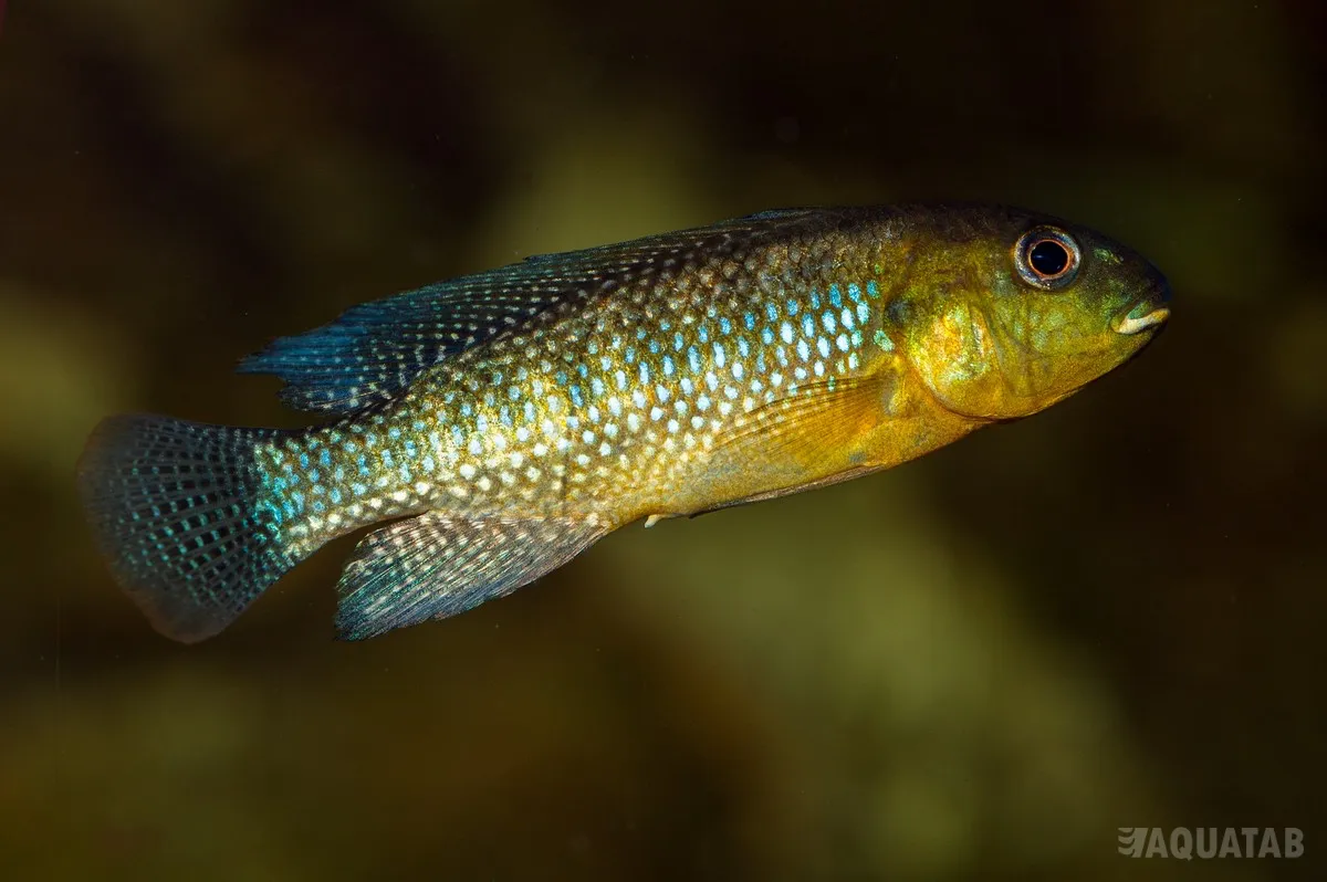 Fotografie druhu Oreochromis alcalicus