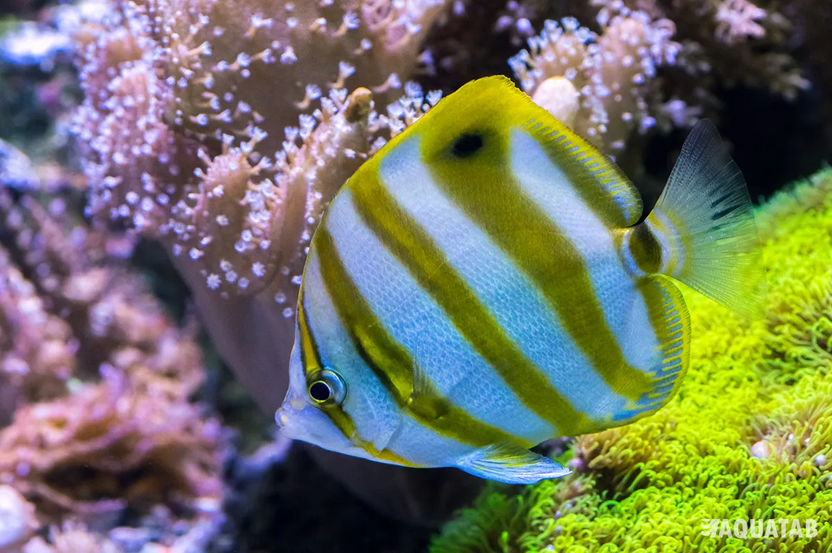 Fotografie druhu Parachaetodon ocellatus